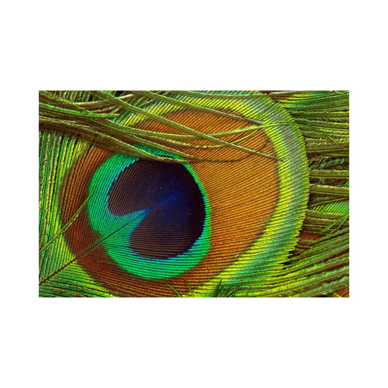 Indian Peafowl Male Display Feather, Native To India And Southeast Asia by Gerry Ellis - Wrapped Canvas Print