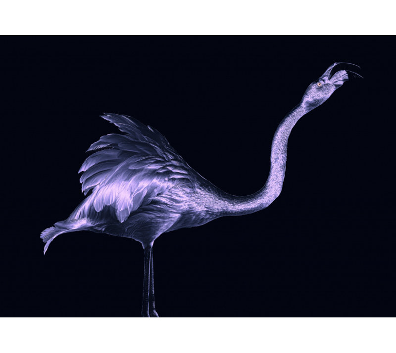 Flamingo, 60.96 cm H x 91.44 cm W