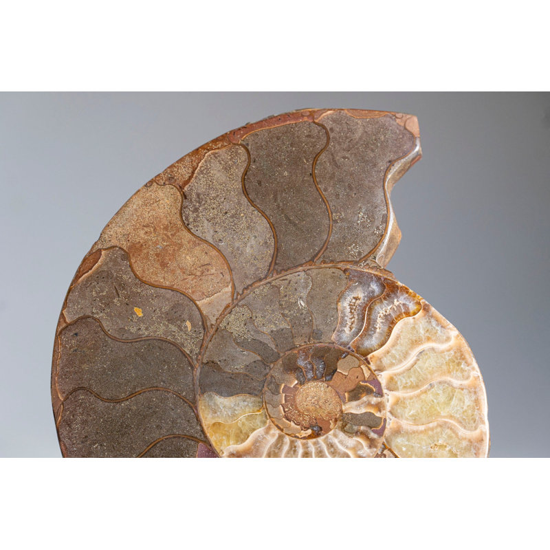 Calcified Ammonite Halve From Madagascar (.7 lbs)