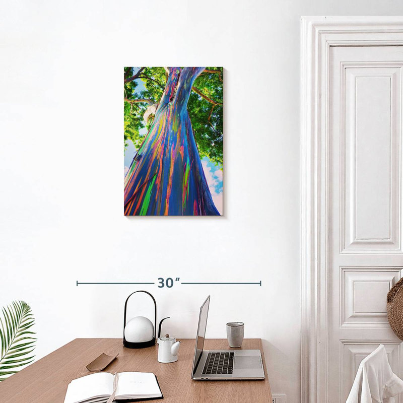 Eucalyptus Harnek Oahu Rainbow, H 24 po x l 16 po