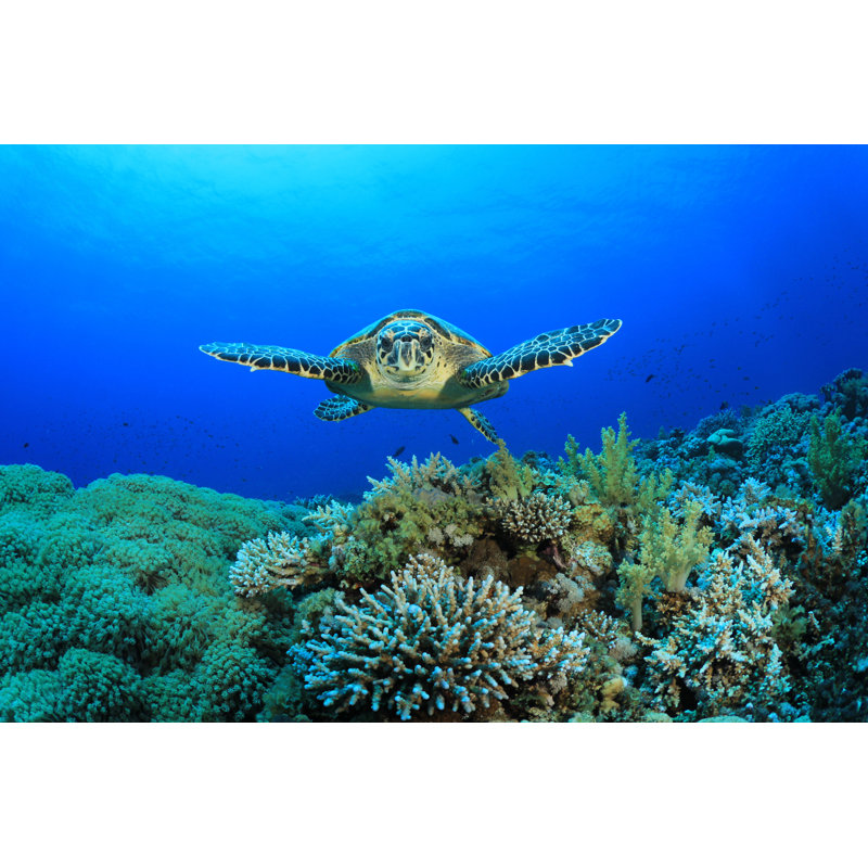 Coral Reef And Sea Turtle by Richcarey - Wrapped Canvas Print, 30cm H x 46cm W