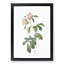 Alpine Roses In Pink by Pierre-Joseph Redoute - Single Picture Frame Painting-55544509-55544505