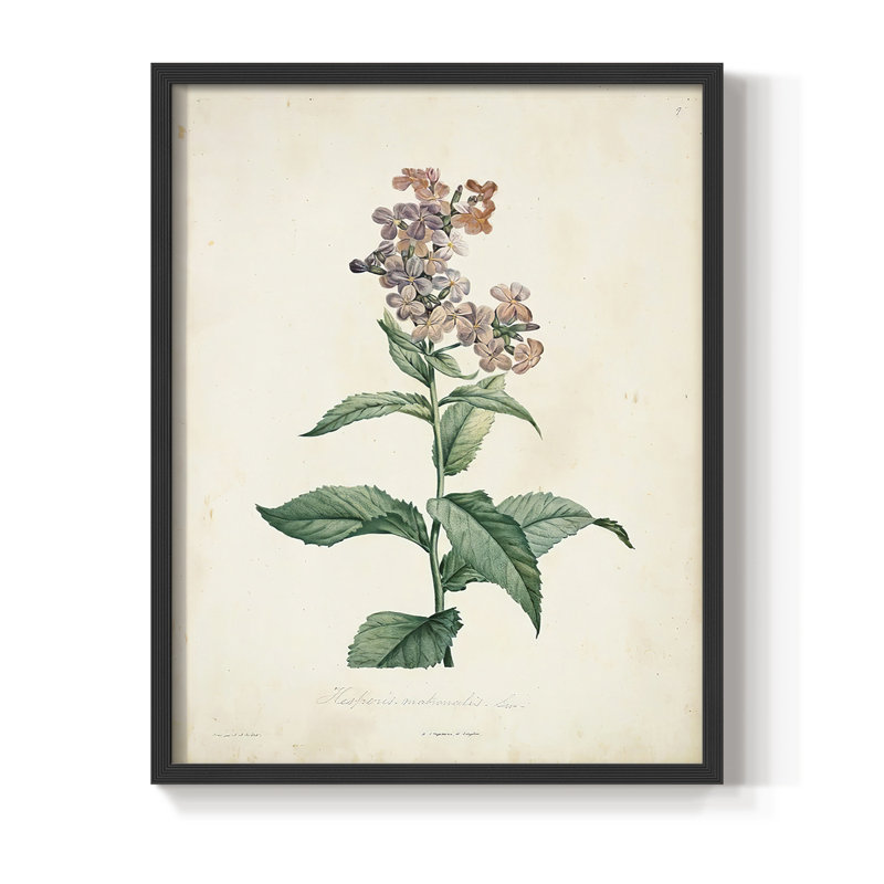 «Traditional Botanical II», reproduction encadrée - bois massif, Noir, H 10 po x l 8 po