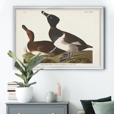 " Ring Necked Duck "
