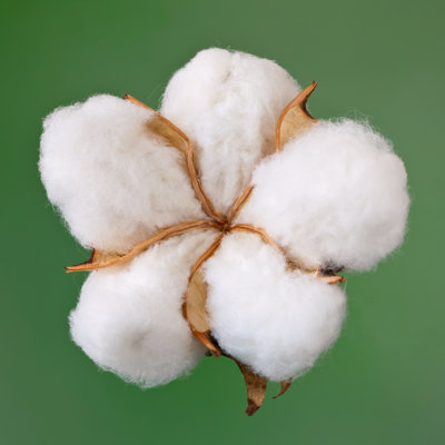 Cotton by Ithinksky - No Frame Print on Canvas