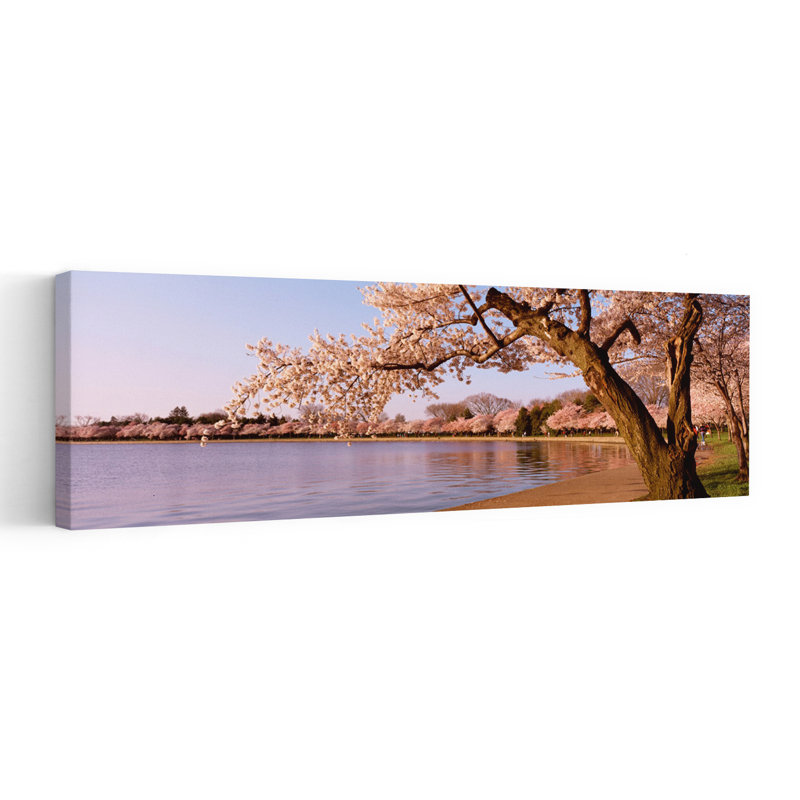 Cerisier en fleur le long d'un lac, parc Potomac, Washington DC, États-Unis, H 16 po x l 48 po