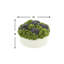 Assorted Sedum Floral Arrangement