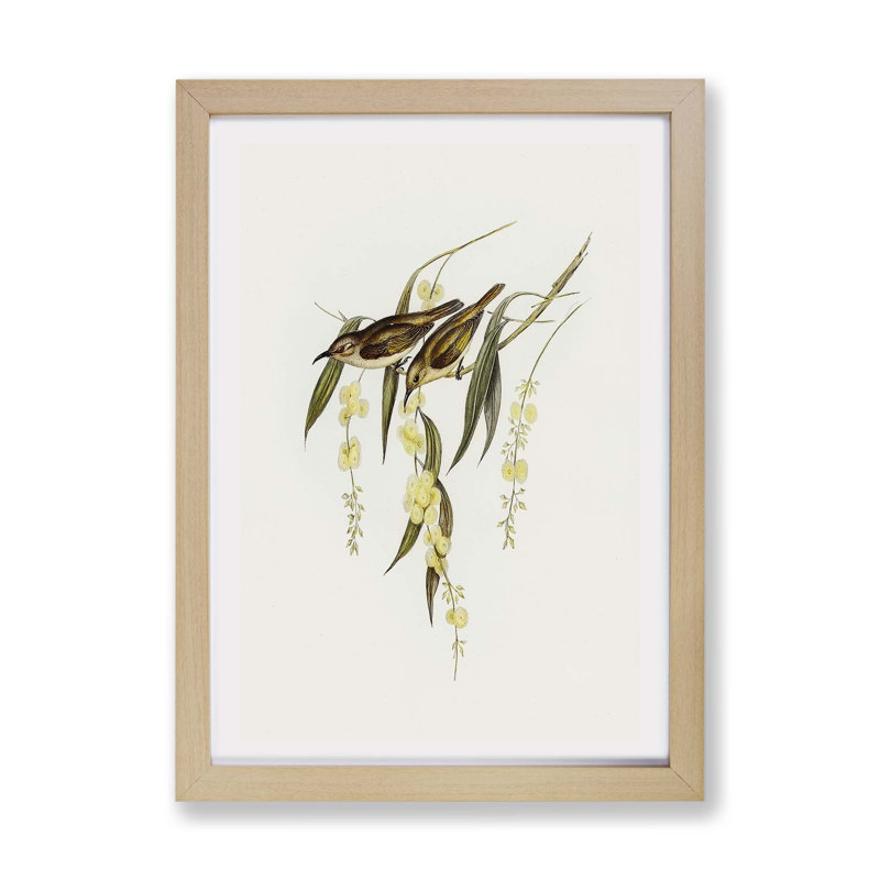 Brown Honeyeater Birds - Framed Print, 33cm H x 45cm W x 2cm D, Oak