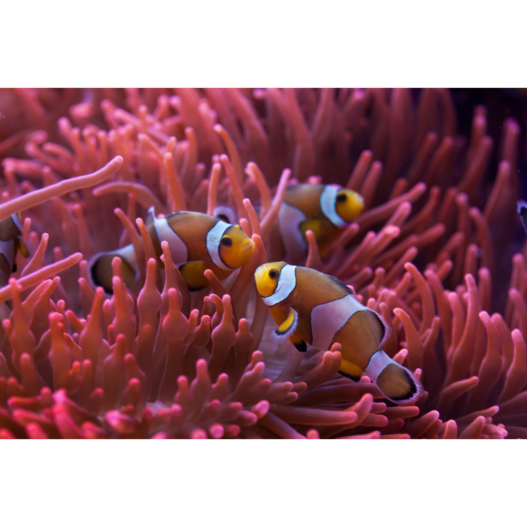 Leinwandbild Ocellaris Clownfisch (Amphiprion Ocellaris)