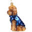Labradoodle in Winter Coat