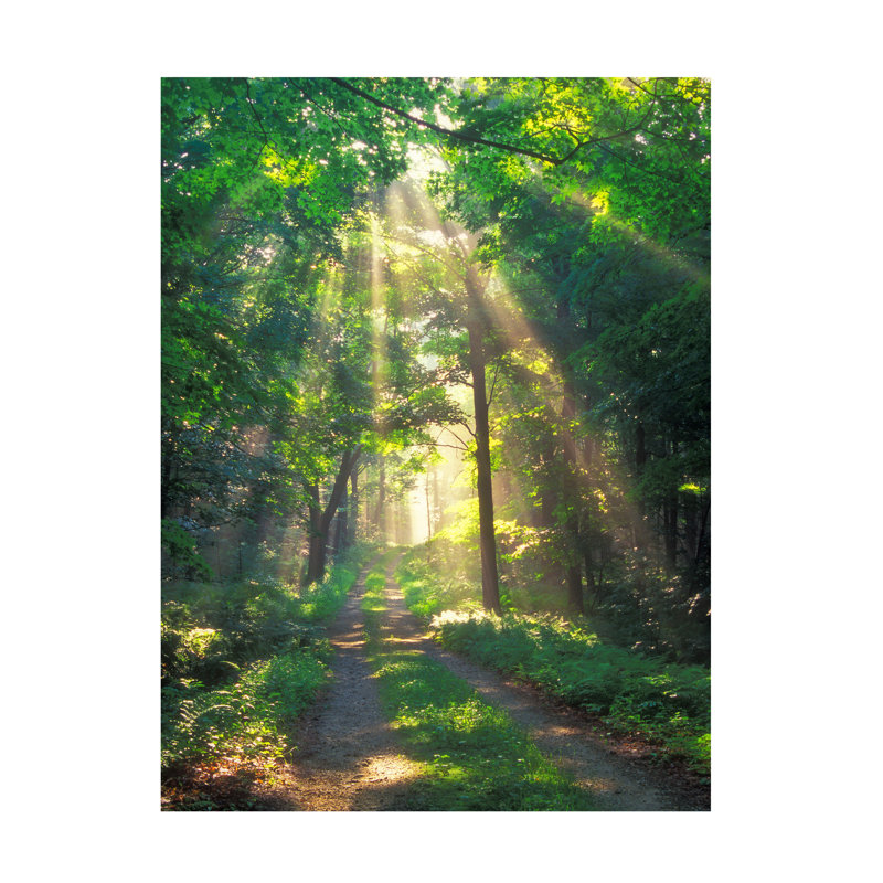 Brinly Forest Sunshine sur toile, H 19 po x l 14 po x P 2 po
