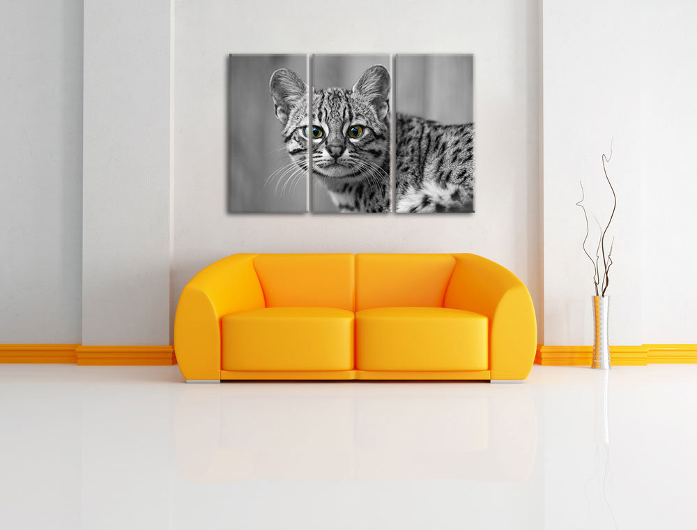 3-tlg. Leinwandbilder-Set „Kleine Bengalkatze“, Fotodruck