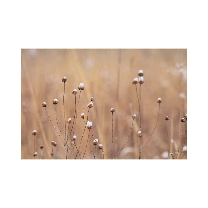 Snow Capped Wildflowers by Lori Deiter - Wrapped Canvas Print, 20.32 cm H x 30.48 cm W