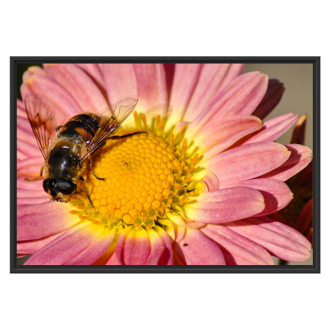 Biene auf der Margerite Gerahmter Fotokunstdruck