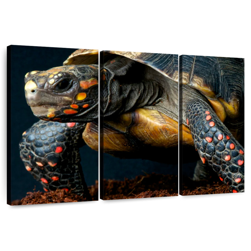 Brampt Amazon Red Footed Tortoise, 42" H x 65" W