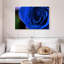 Bleu rose arbuste-968050424-968050420