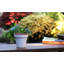 Vase de jardin en céramique émaillée, petit pot de fleurs (lot de 2) - Intérieur/Extérieur-1334813468-1334813469
