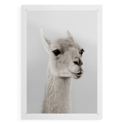Soft Llama -Canvas Print Only - NOT FRAMED