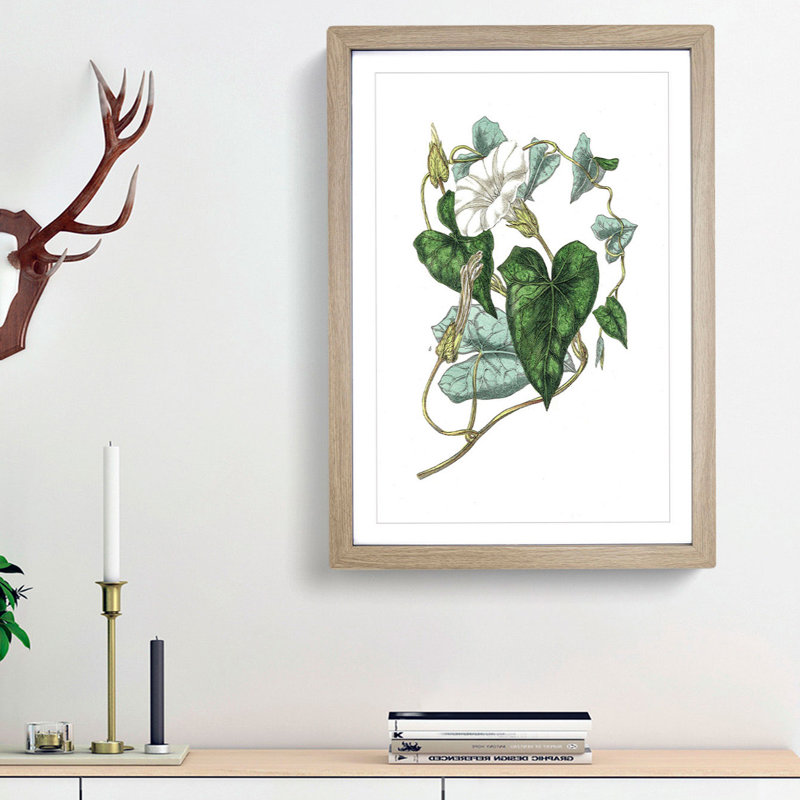 Bindweed Illustration - Single Picture Frame Painting, Oak Framed, 45cm H x 33cm W x 2cm D