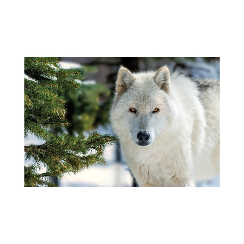 White Wolf by David Gardiner - Wrapped Canvas Print, 20.32cm H x  30.48cm W