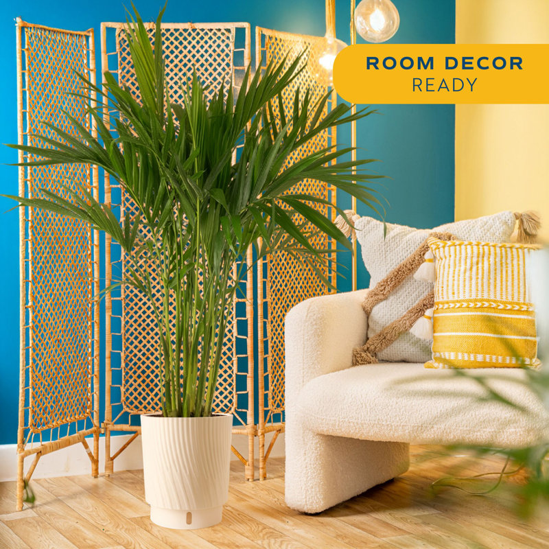 Noah 32" Live Palm Plant in Planter, Cream