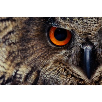 Eyes Of Eagle Owl by Zorandimzr - Wrapped Canvas Print