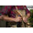Hardwood BBQ Grill Scraper with Bottle Opener
