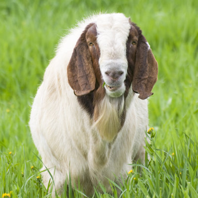 Boer Goat by Nnehring