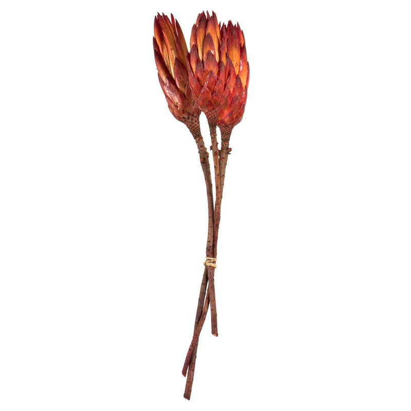 Vickerman 8-12" Repens On A Natural Stem, Dried Preserved Repens Arrangement