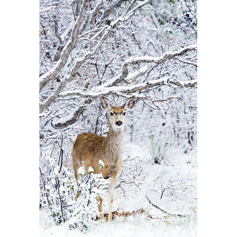 Mule Deer In Snow by SWKrullImaging - Wrapped Canvas Print, 76cm H x 51cm W x 3.8cm D
