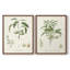 Impression encadrée botanique antique I-Premium - prête à être accrochée - aucun clou requis-1627489719-1627489722