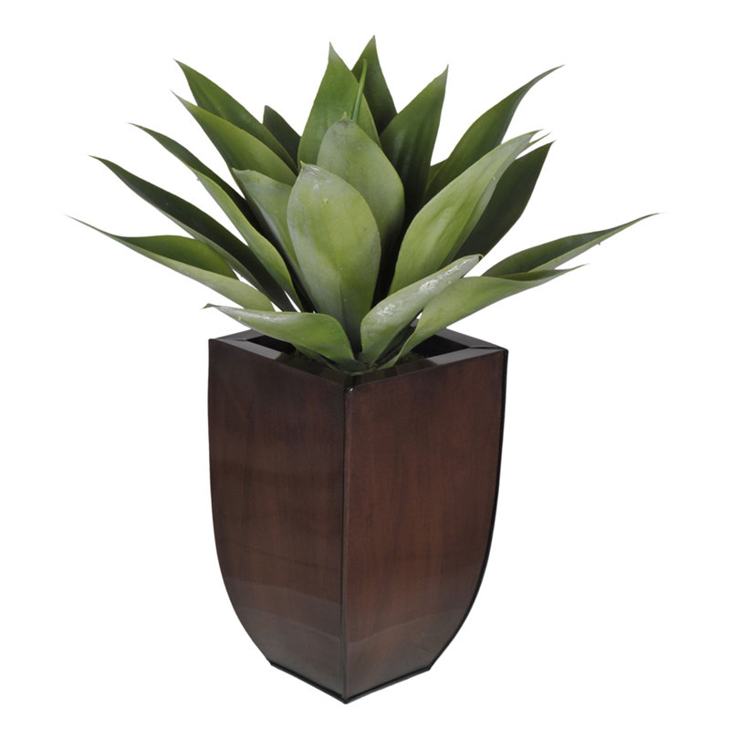 Succulent agave foxtail en pot, Brun