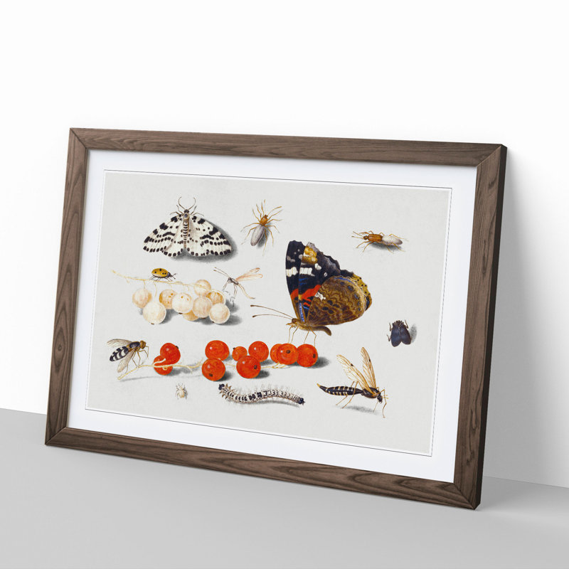 Butterfly Caterpillar and Moth by Jan Van Kessel - Picture Frame Painting, Walnut Framed, 48cm H x 65cm W x 2cm D