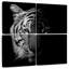Tigre de Brampt-109134398