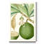 « Turpin Exotic Botanical VIII », reproduction d’art sur toile tendue-1905463635