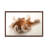 A Common Octopus At Gulf Specimen Marine Lab And Aquarium by Joel Sartore - Gallery-Wrapped Canvas Giclée on Canvas-719952474-719952469