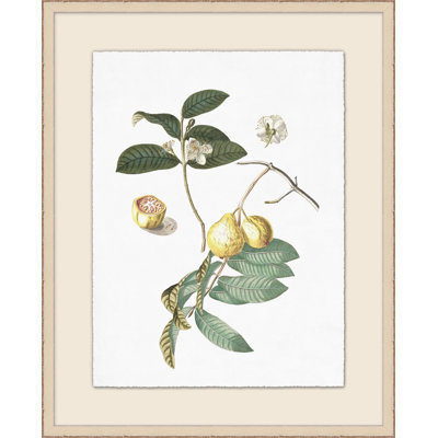 Flowering Fruit Illustration Print by Lillian August