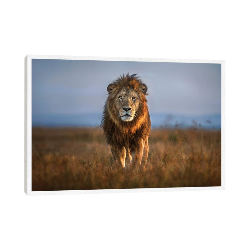 Lion Close Up by Xavier Ortega - Print on Canvas, 66.04 cm H x 45.72 cm W, White Framed