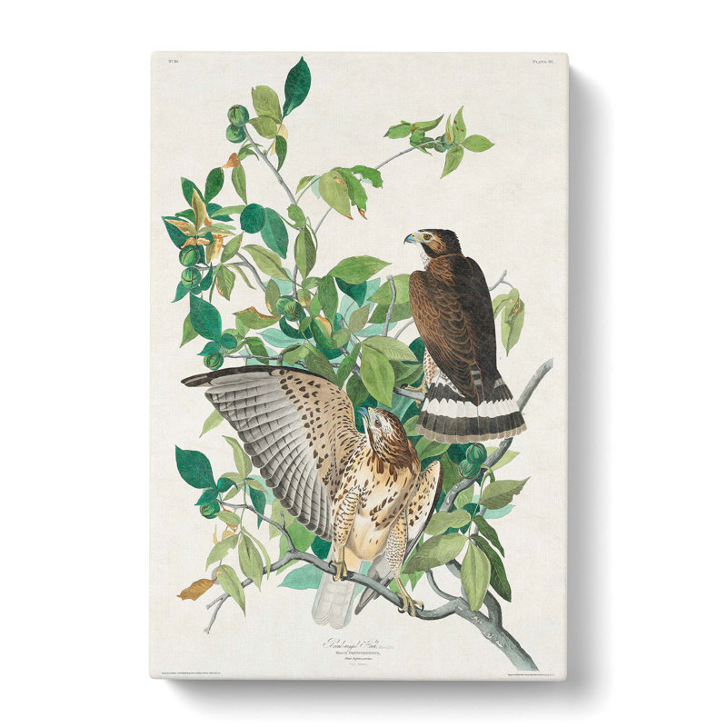 Brown-winged Hawk by John Audubon - Wrapped Canvas Painting, 60cm H x 40cm W x 3cm D