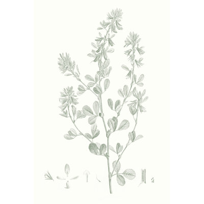 Étude botanique en sauge