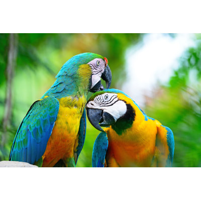 Harlequin Macaw - photographie sur toile tendue