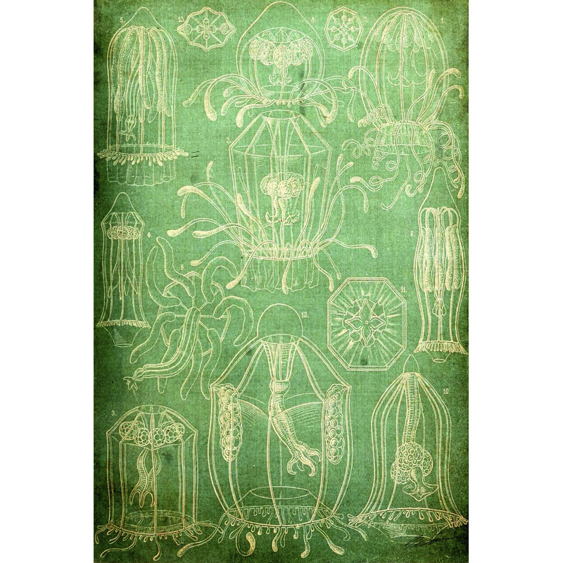 Sealife II - Wrapped Canvas Painting, 91cm H x 61cm W x 3.8cm D