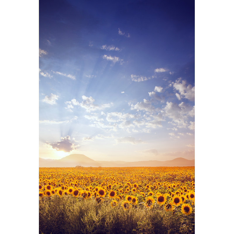 Sunflower Field by AleksandarNakic - Wrapped Canvas Print, 91cm H x 61cm W