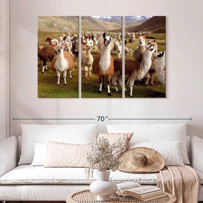 Brampt Peruvian Alpacas And Llamas, 32" H x 50" W