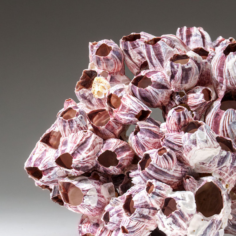 Genuine Purple Acorn Barnacle Cluster (1.5 Lbs)