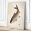 Carp in Contemplation Japandi - Wrapped Canvas-1598568681-1598568687