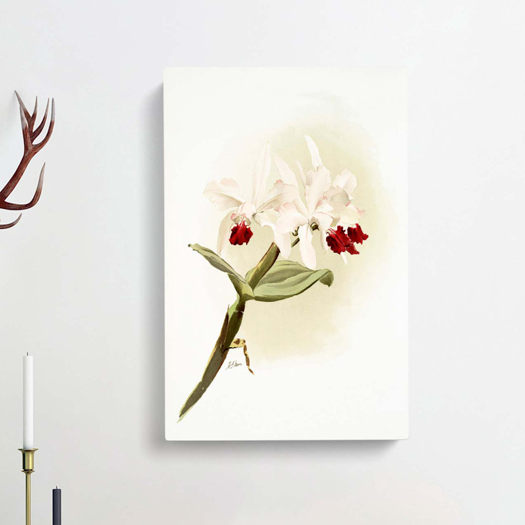 Magnolia Flowers Illustration Tab. 62 by Frederick Sander - Wrapped Canvas