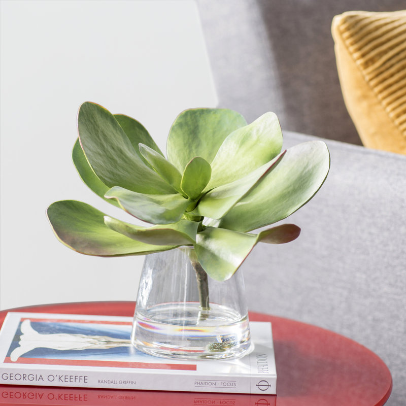 Plante grasse dans un vase en verre