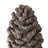 D7x14" Table Decor, Pinecone