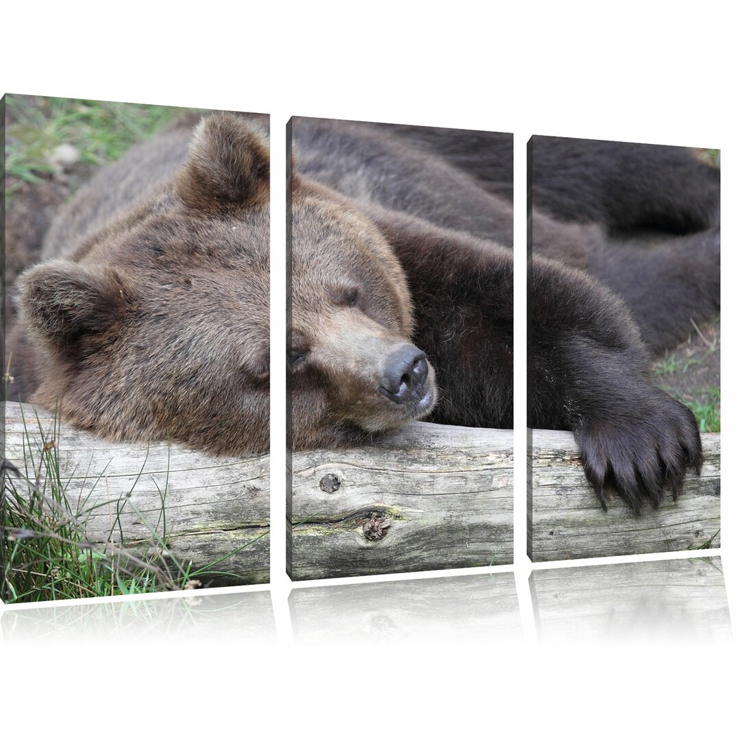 3-tlg. Leinwandbilder-Set „Kuschliger Bär schläft auf Baumstamm“, Fotodruck